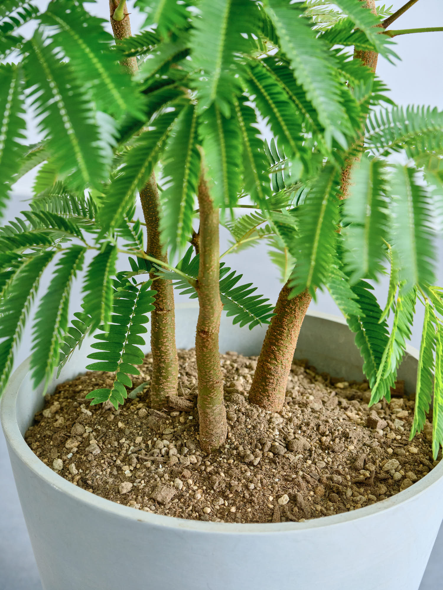 エバーフレッシュ