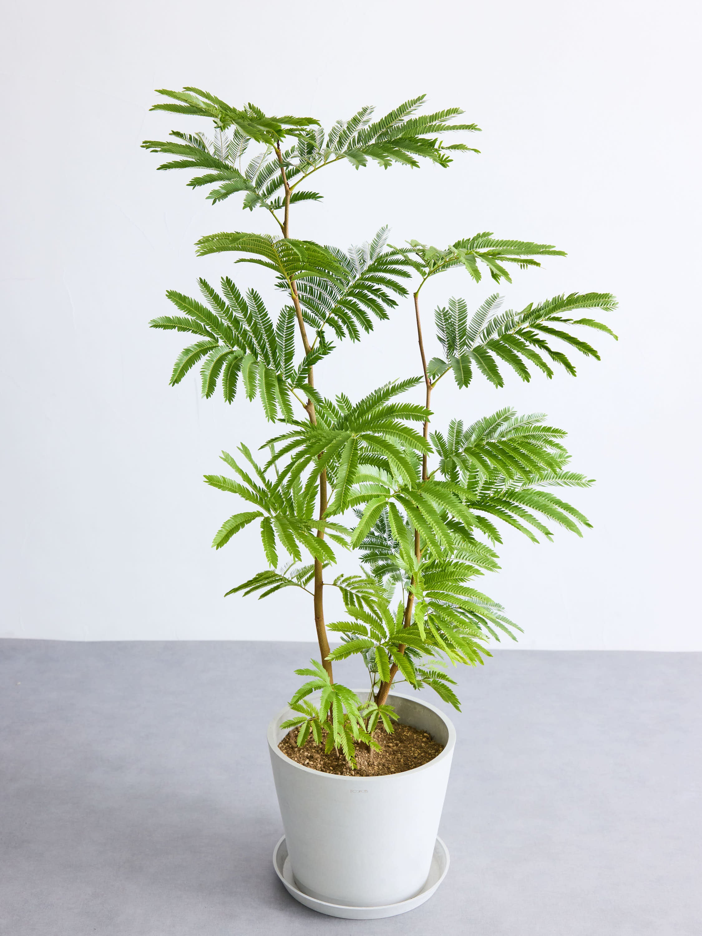 エバーフレッシュ