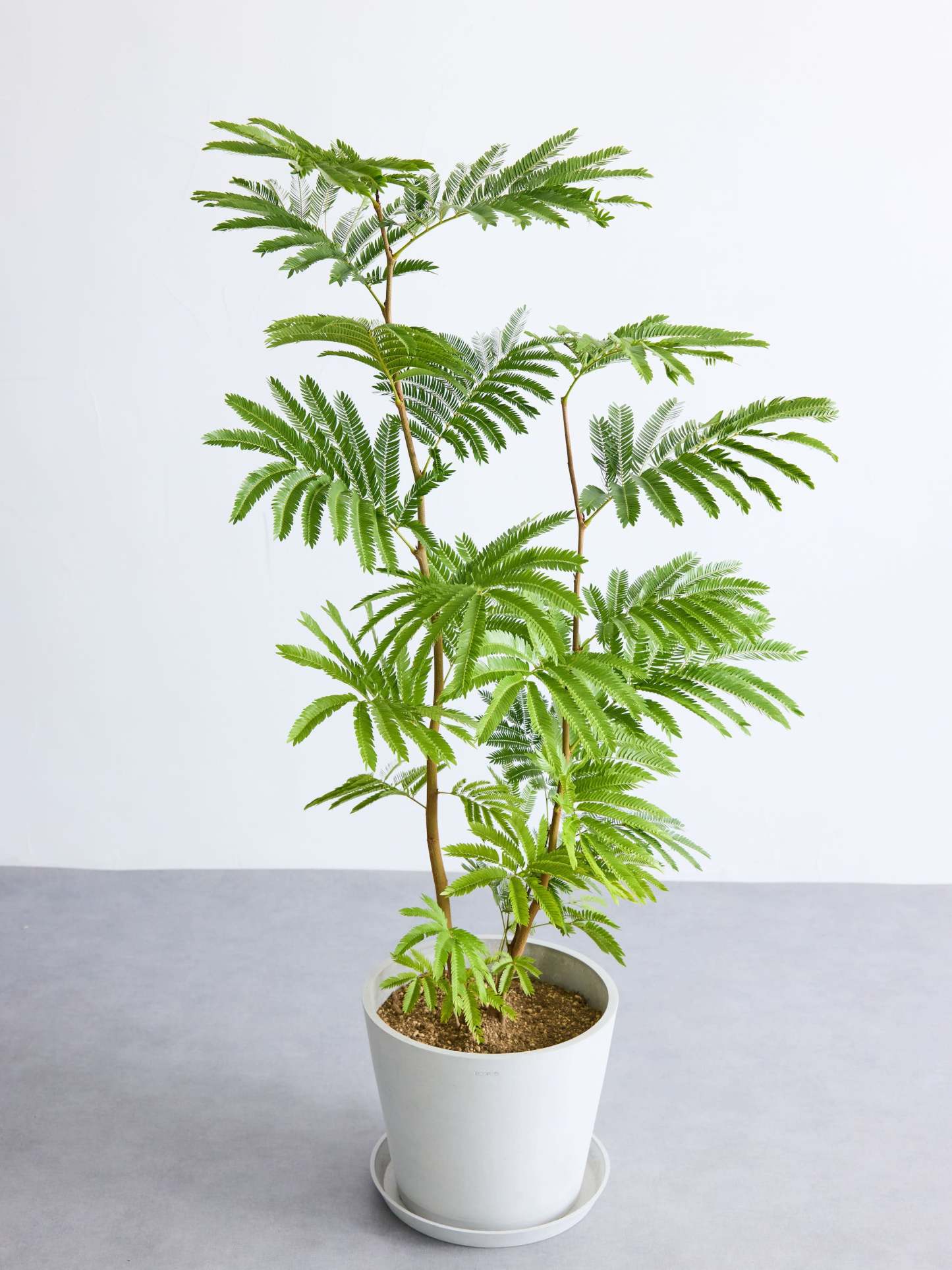 エバーフレッシュ