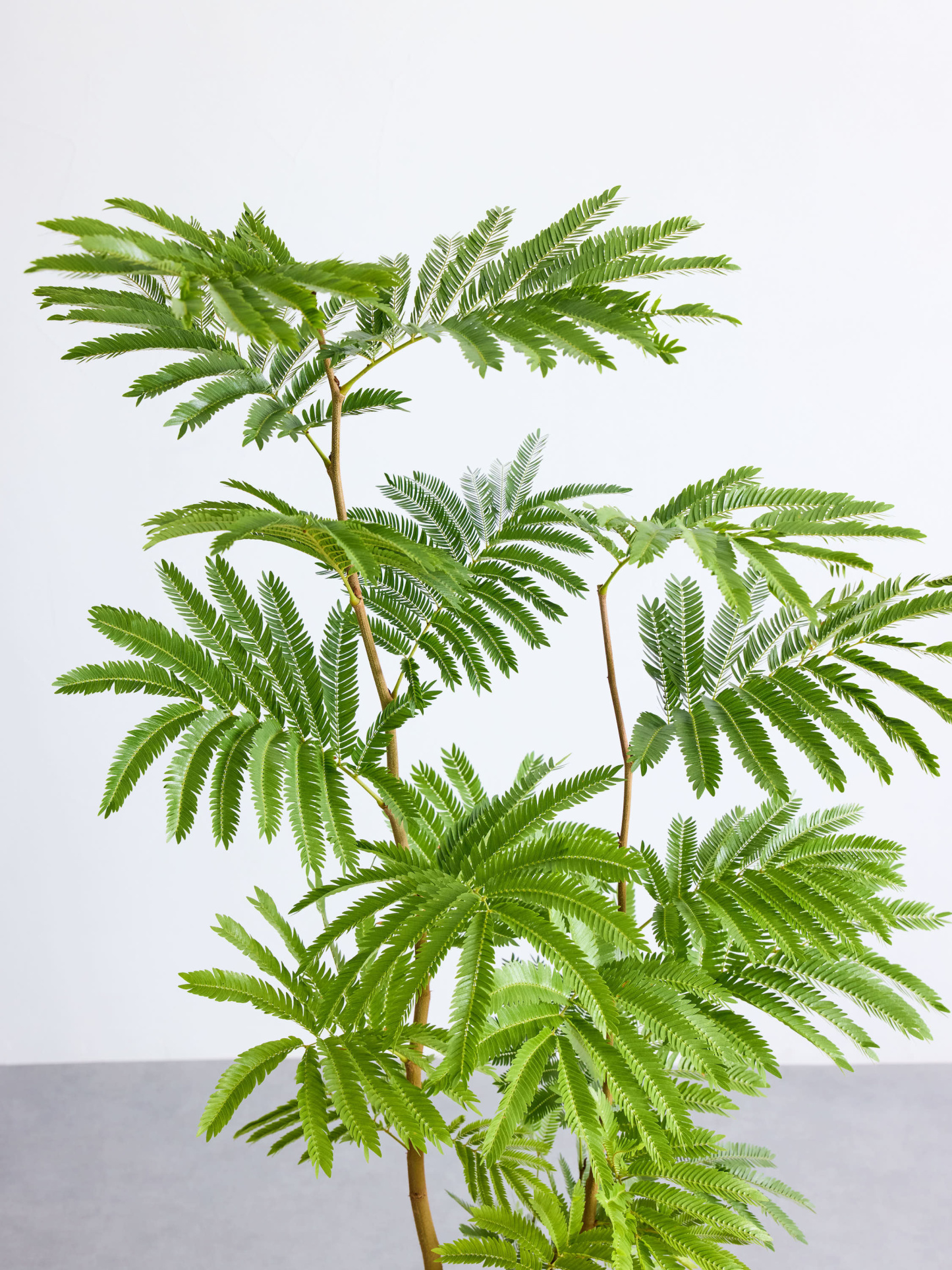 エバーフレッシュ