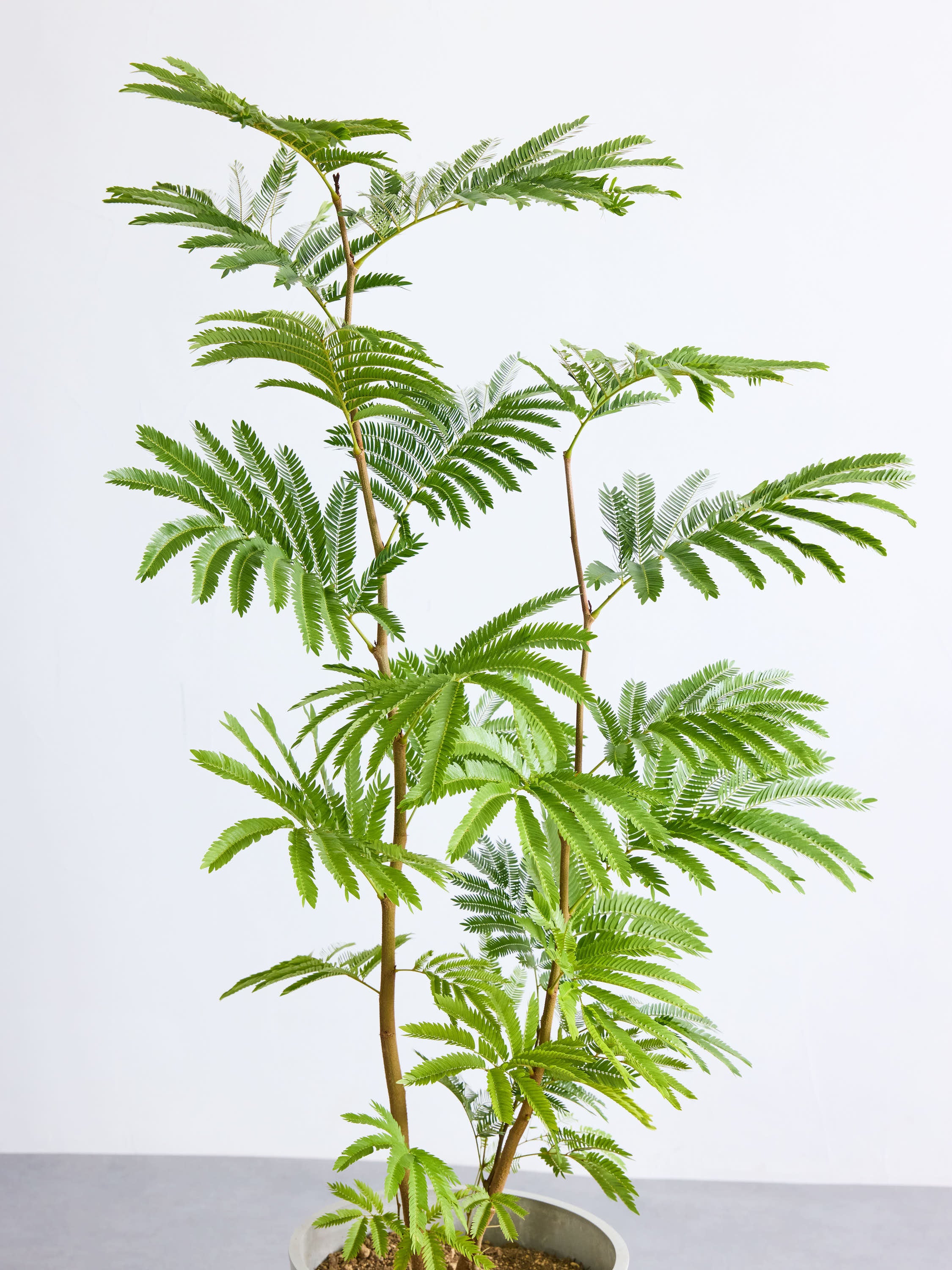 エバーフレッシュ