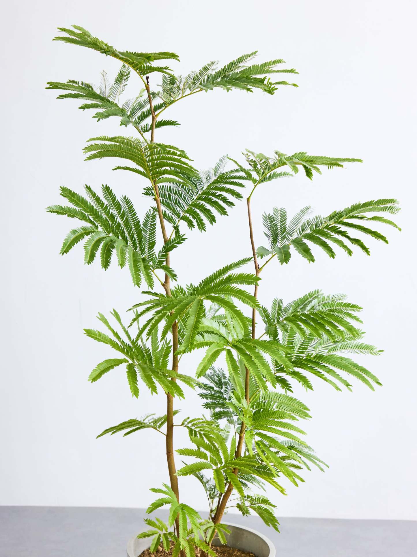 エバーフレッシュ