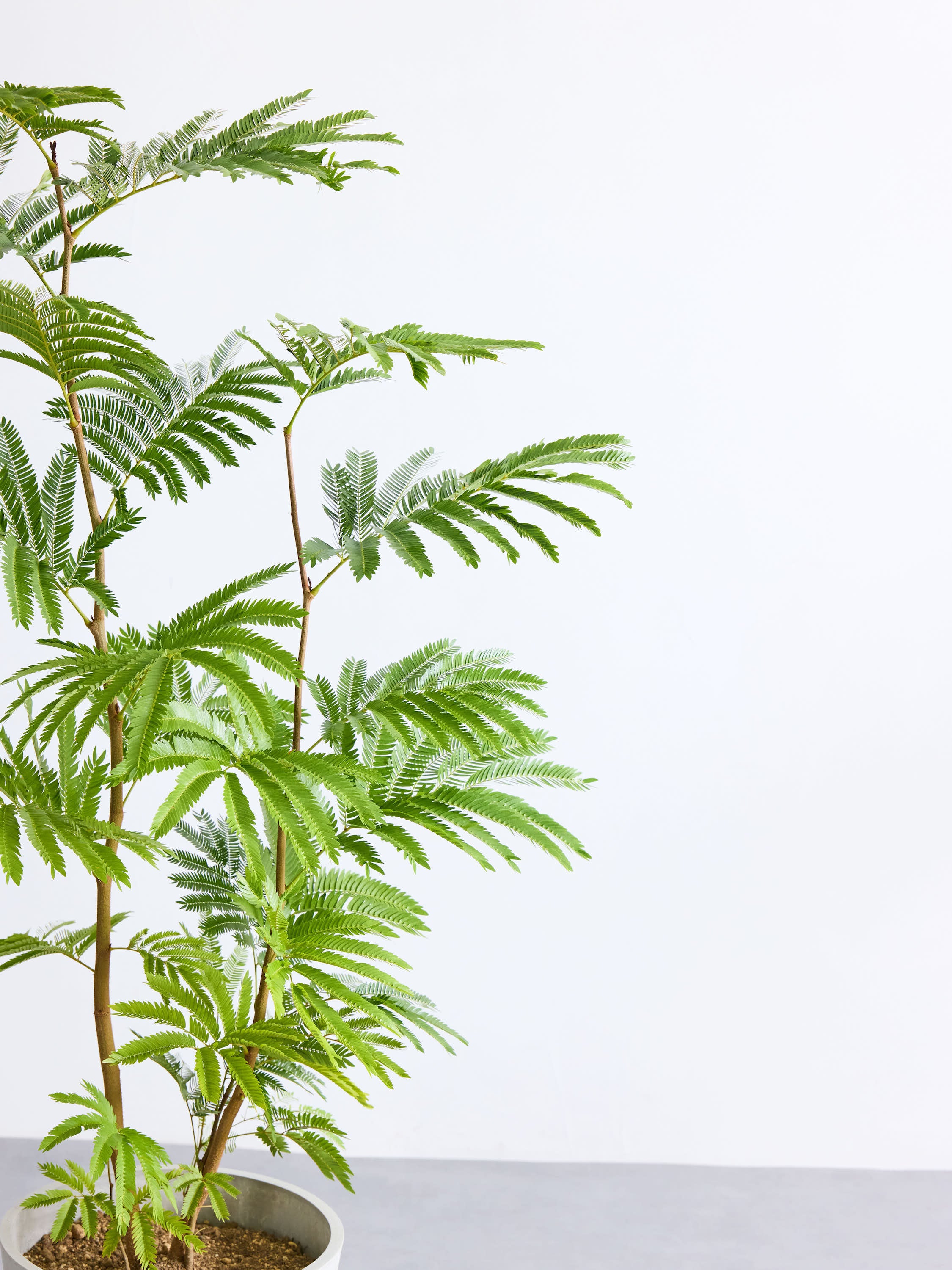 エバーフレッシュ