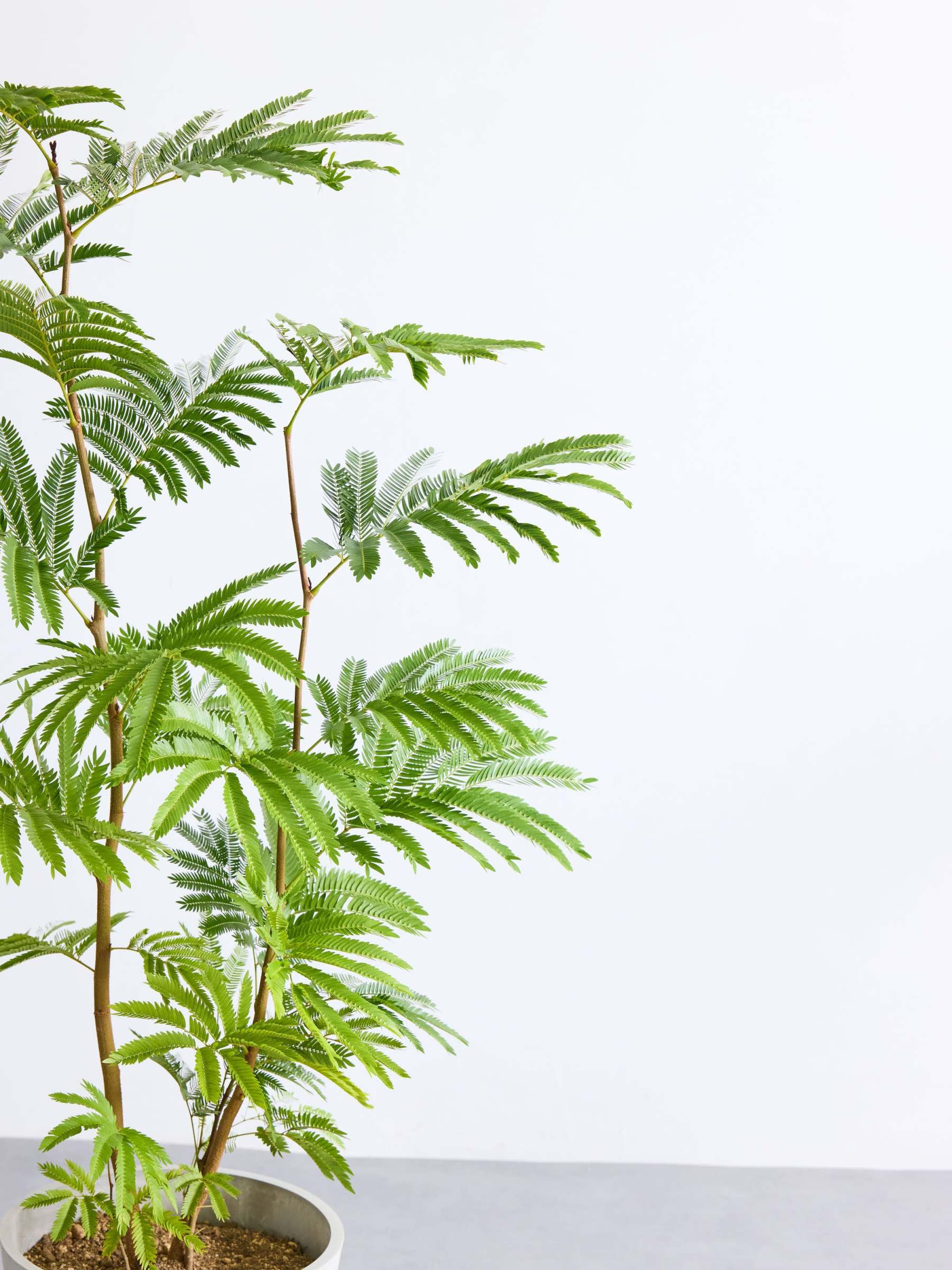 エバーフレッシュ