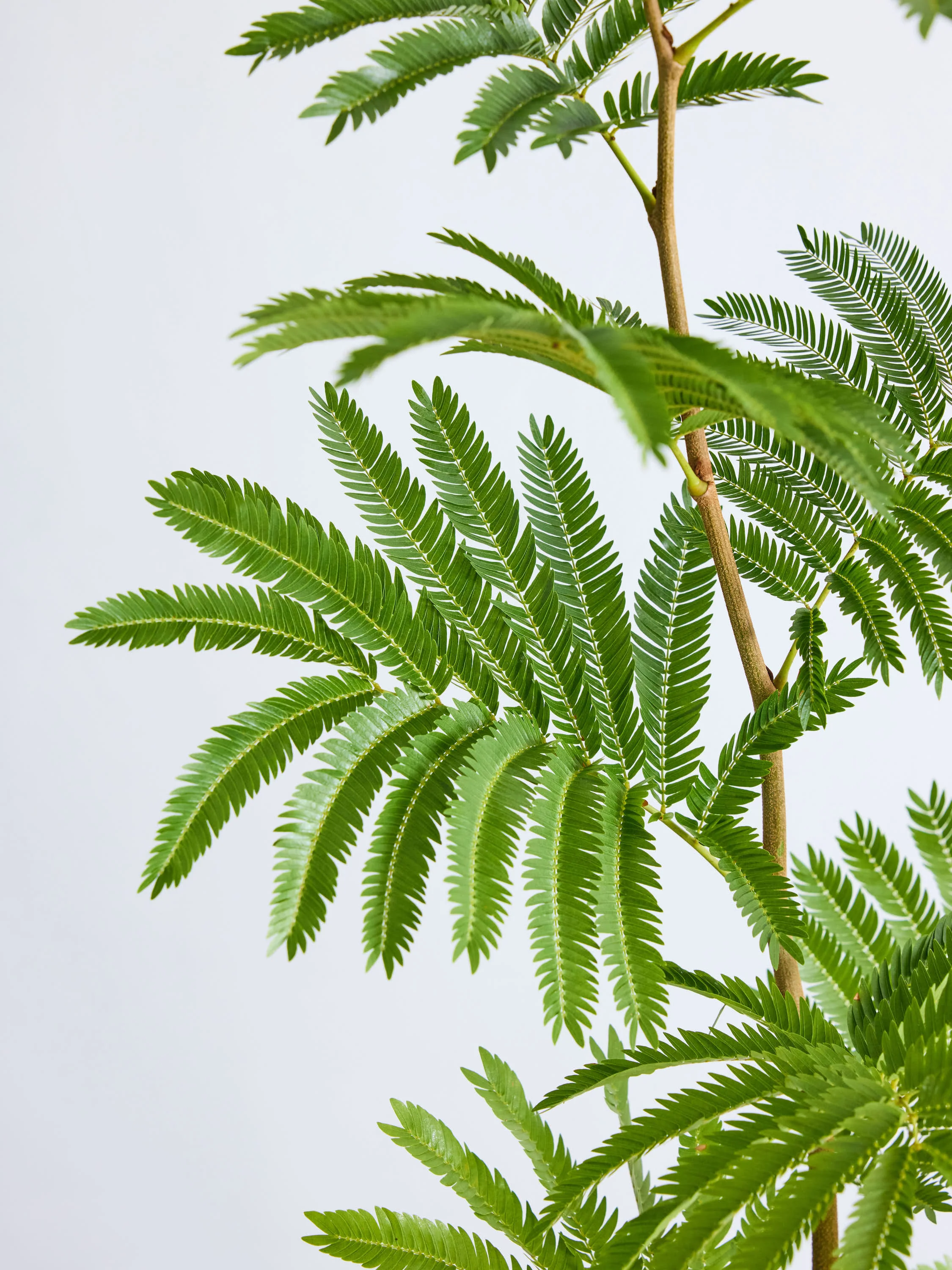 エバーフレッシュ