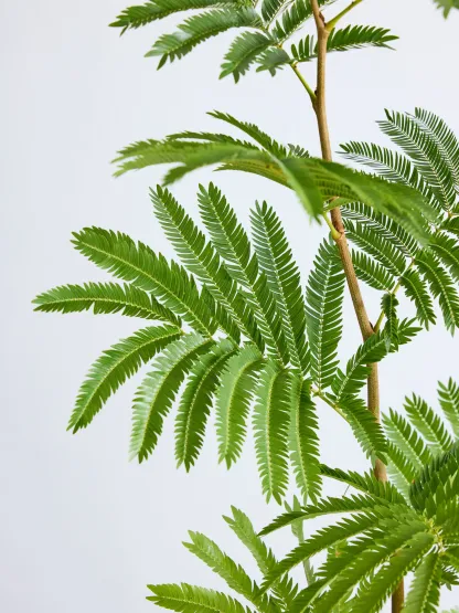 エバーフレッシュ