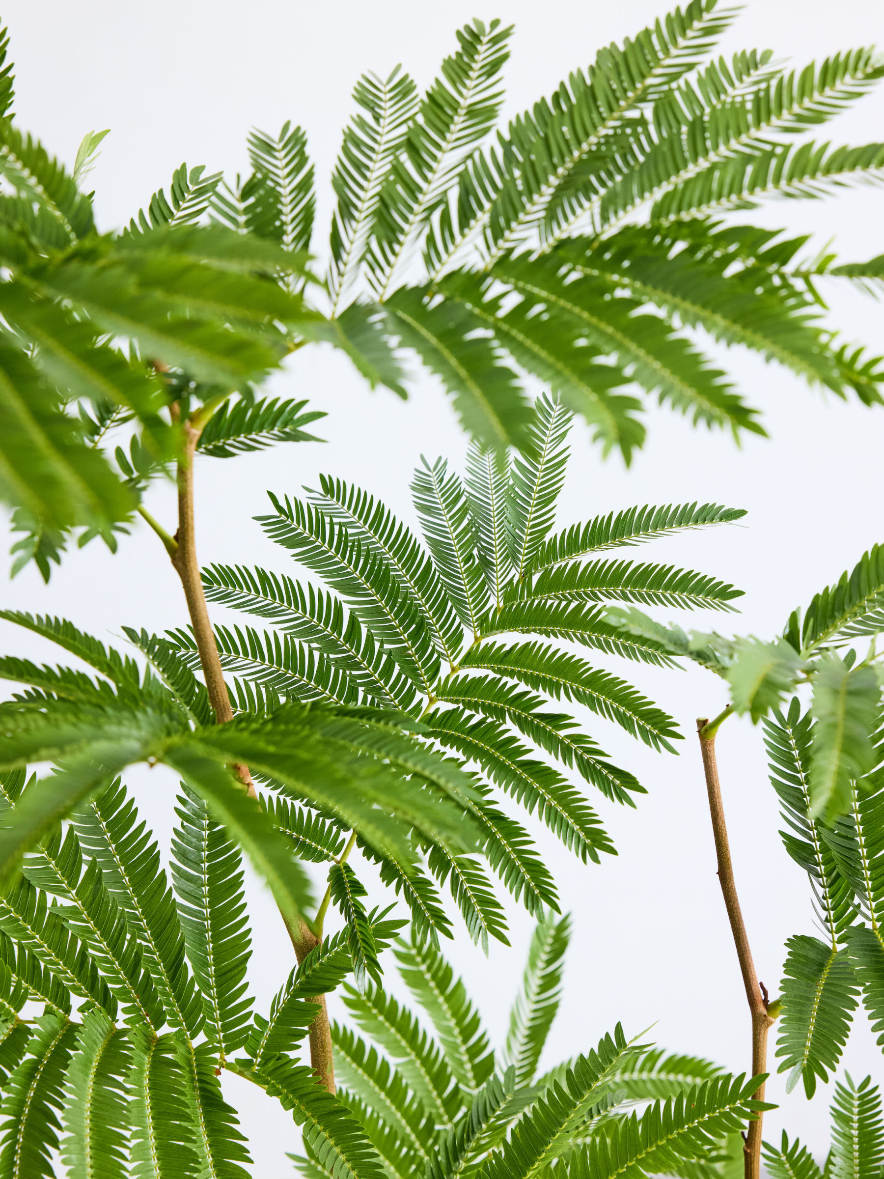 エバーフレッシュ