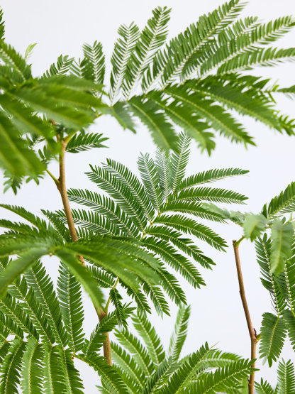 エバーフレッシュ