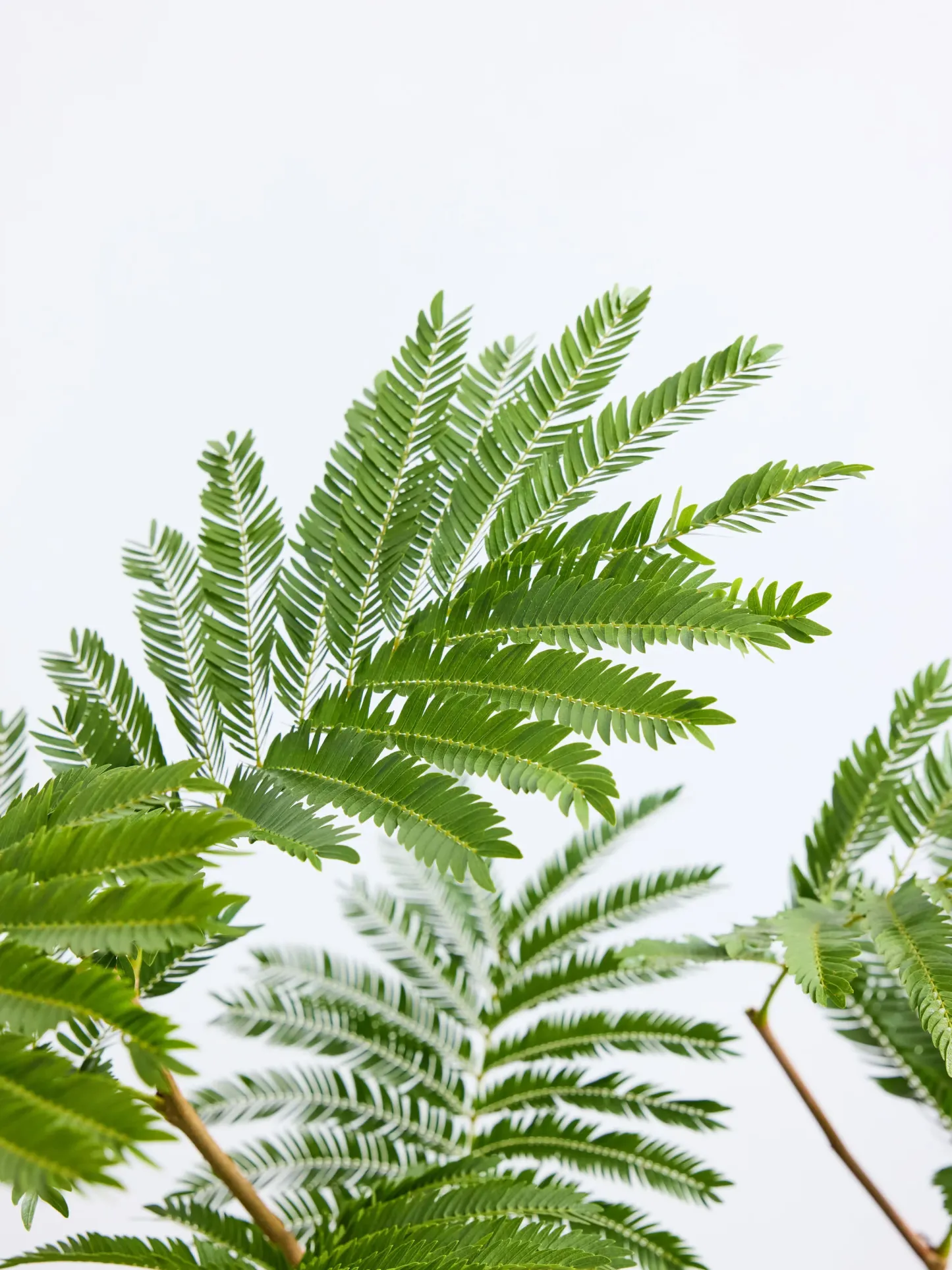 エバーフレッシュ