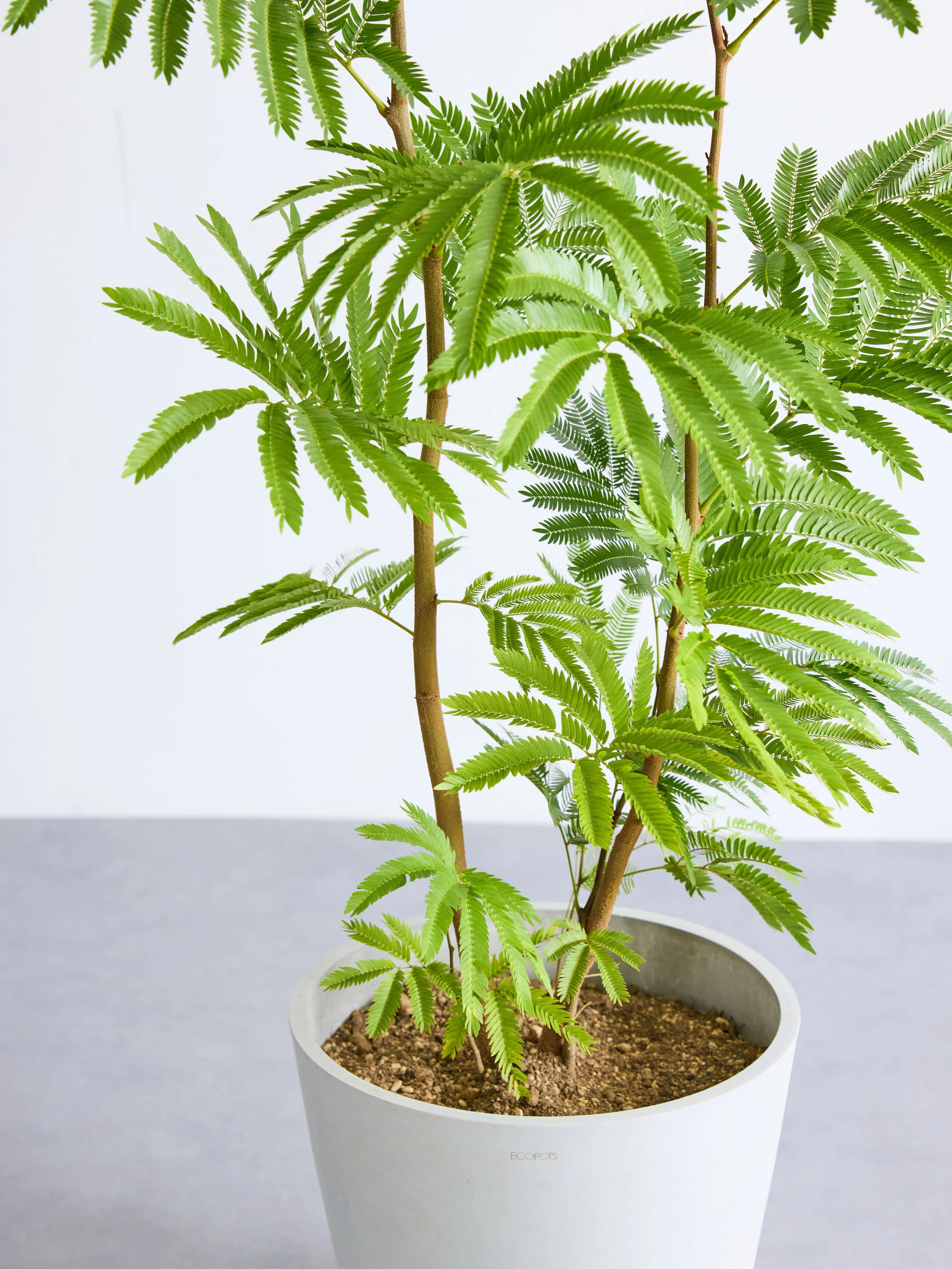 エバーフレッシュ