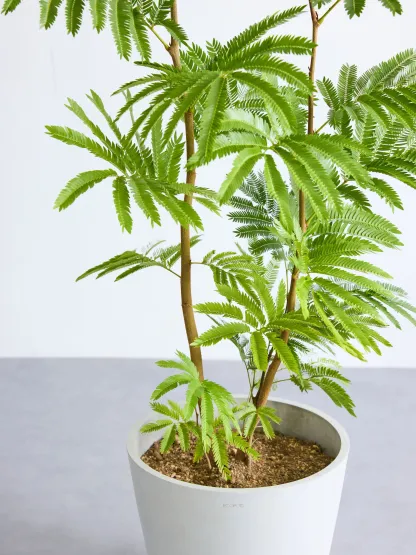 エバーフレッシュ