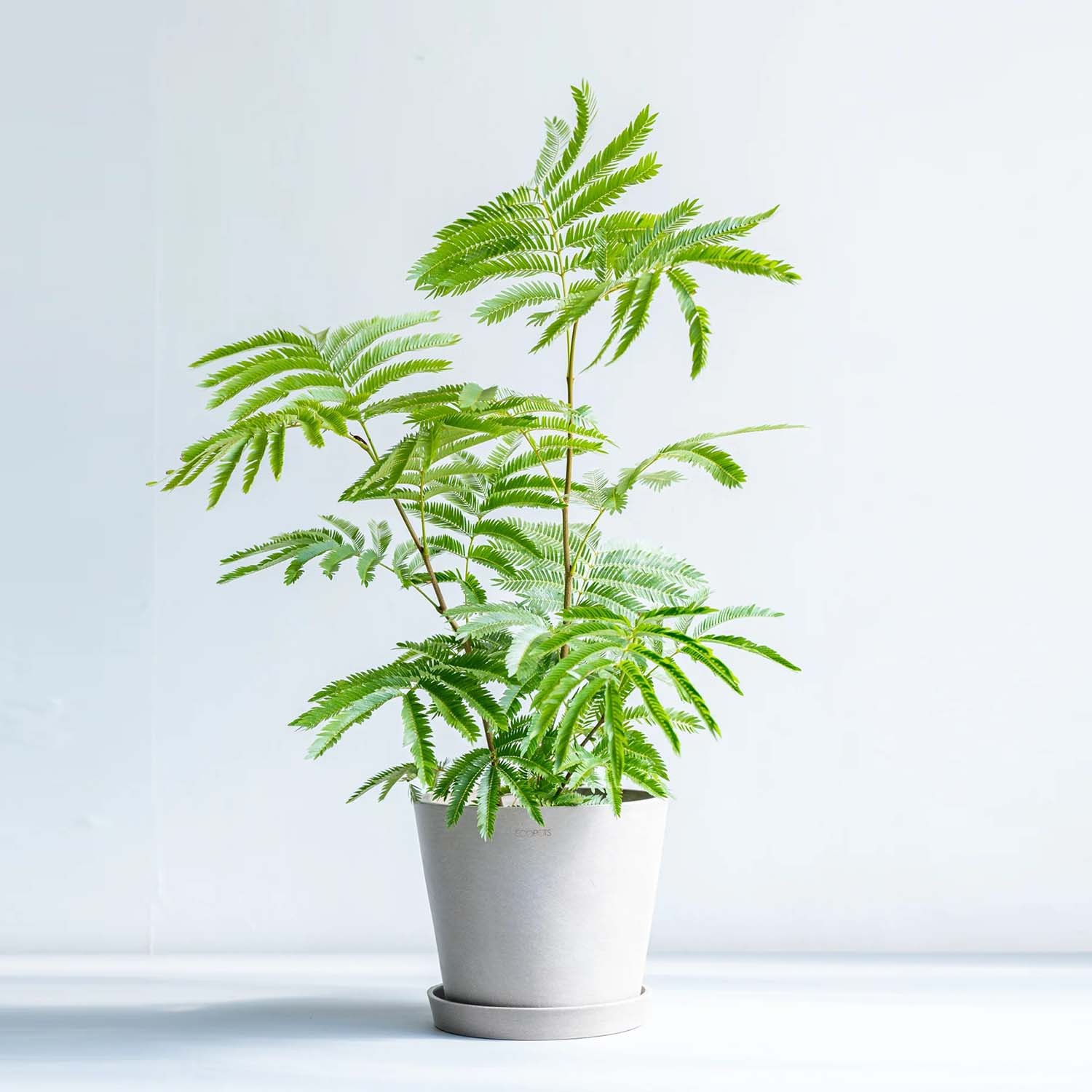 エバーフレッシュ