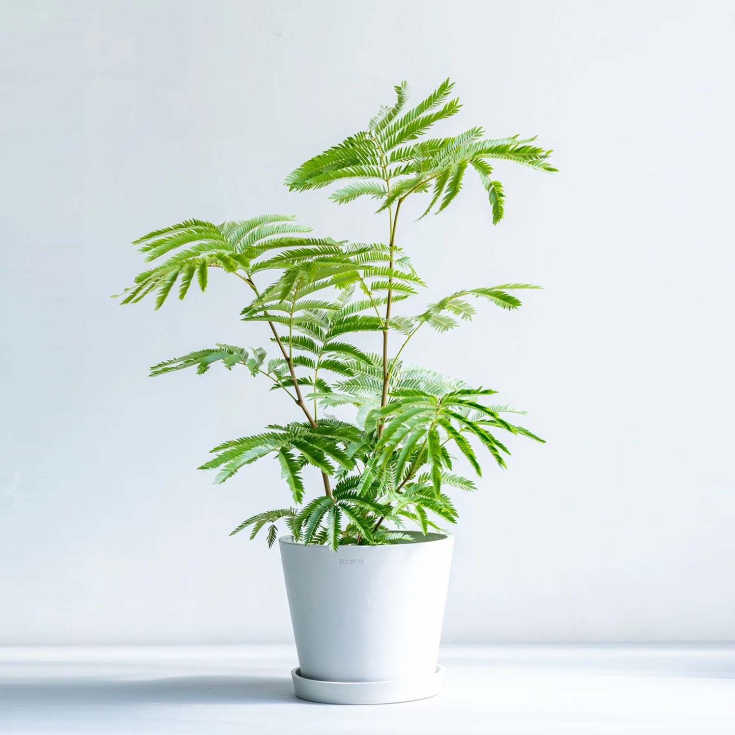 エバーフレッシュ