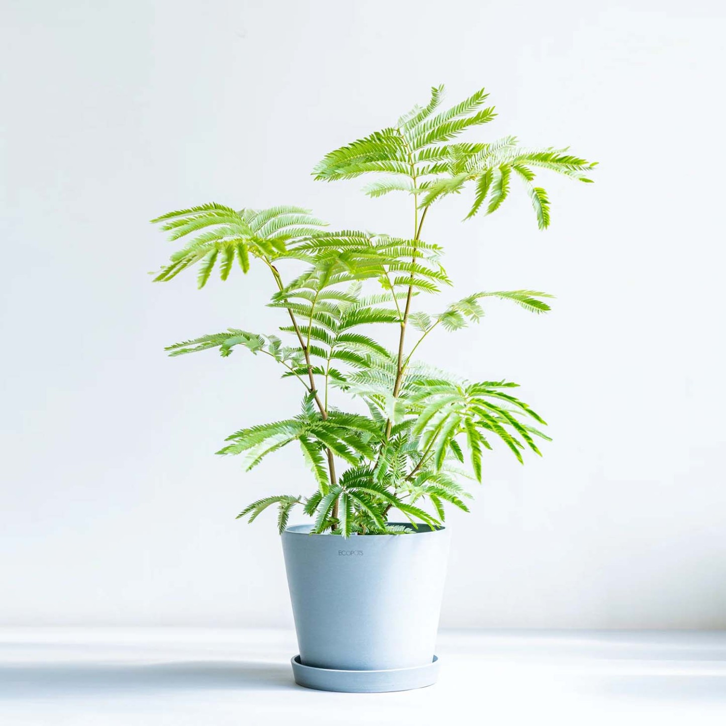 エバーフレッシュ