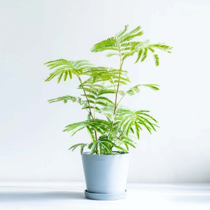 エバーフレッシュ