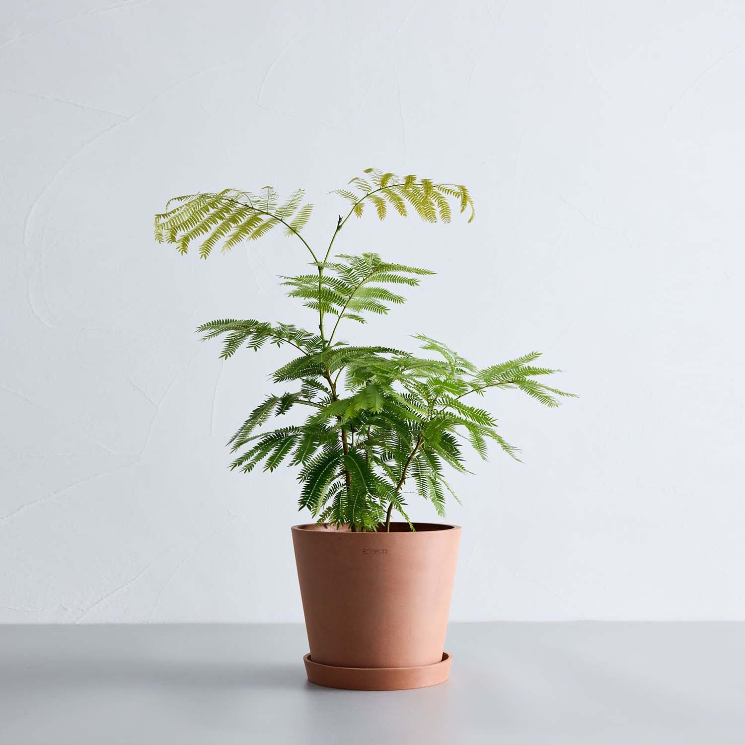 エバーフレッシュ