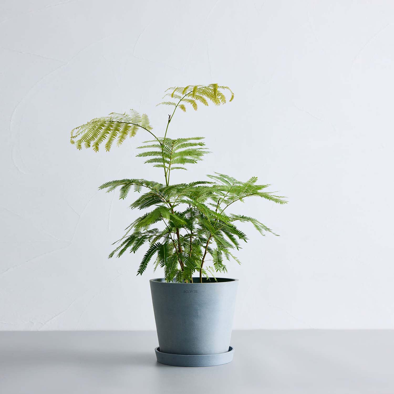 エバーフレッシュ