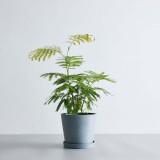 エバーフレッシュ