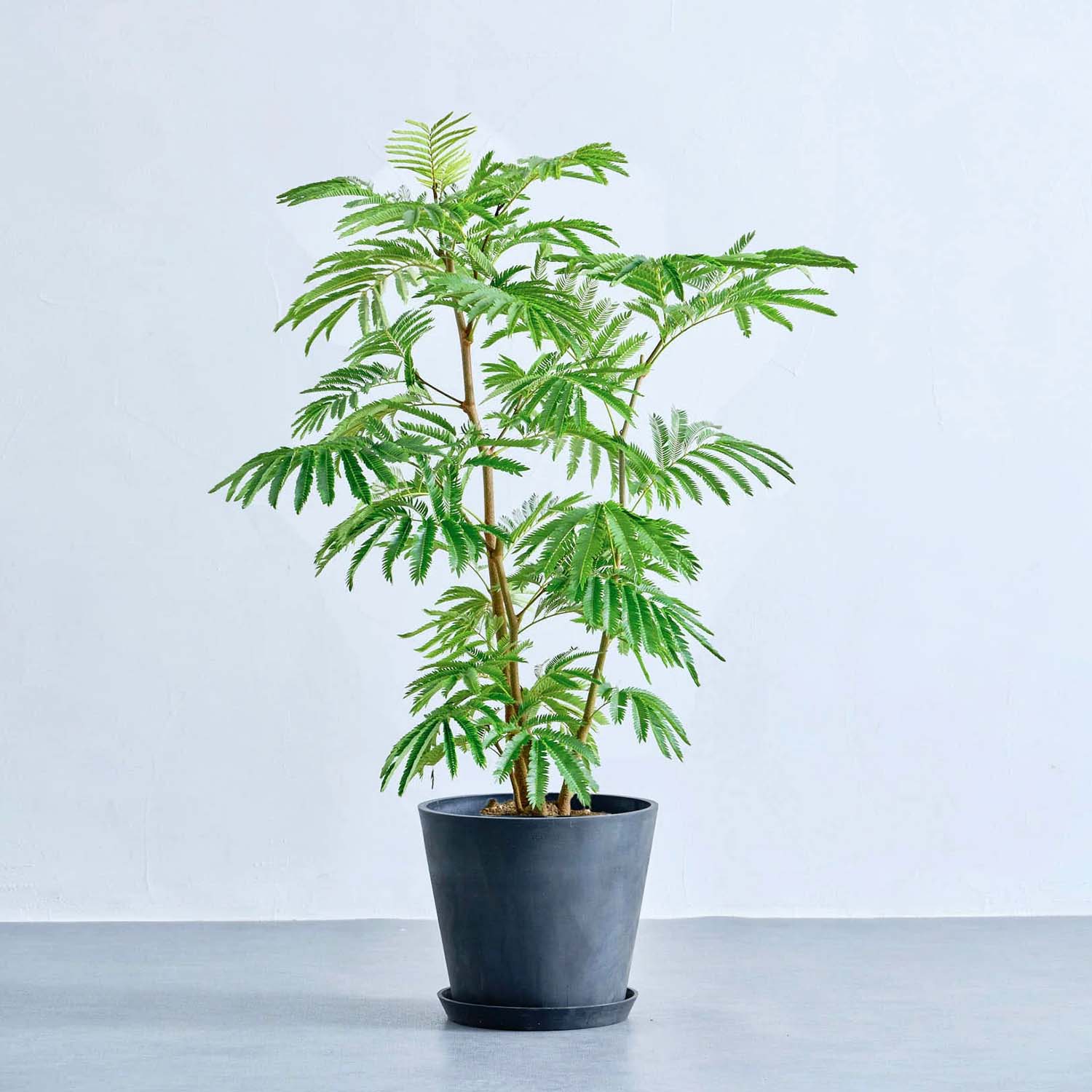 エバーフレッシュ