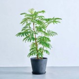 エバーフレッシュ