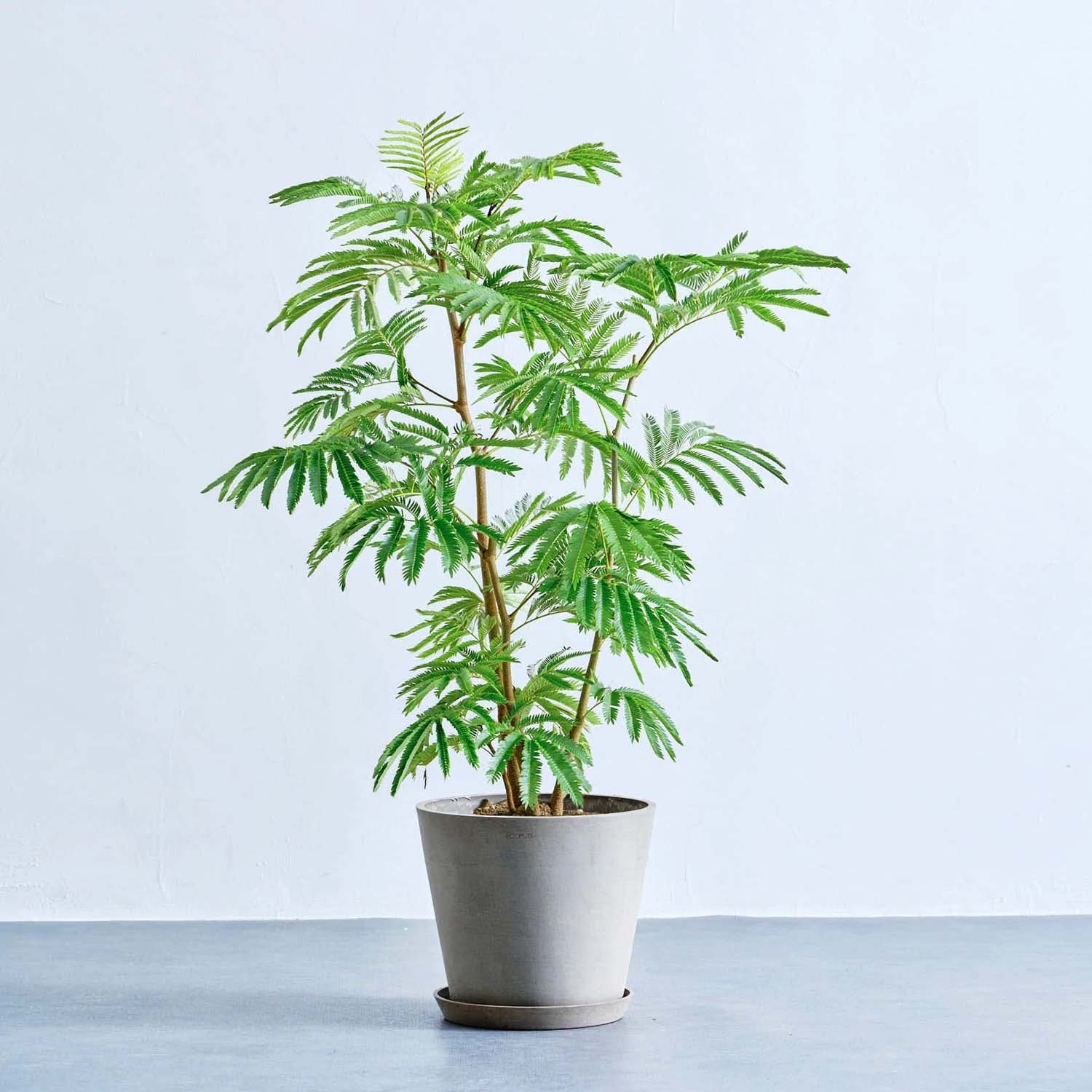 エバーフレッシュ