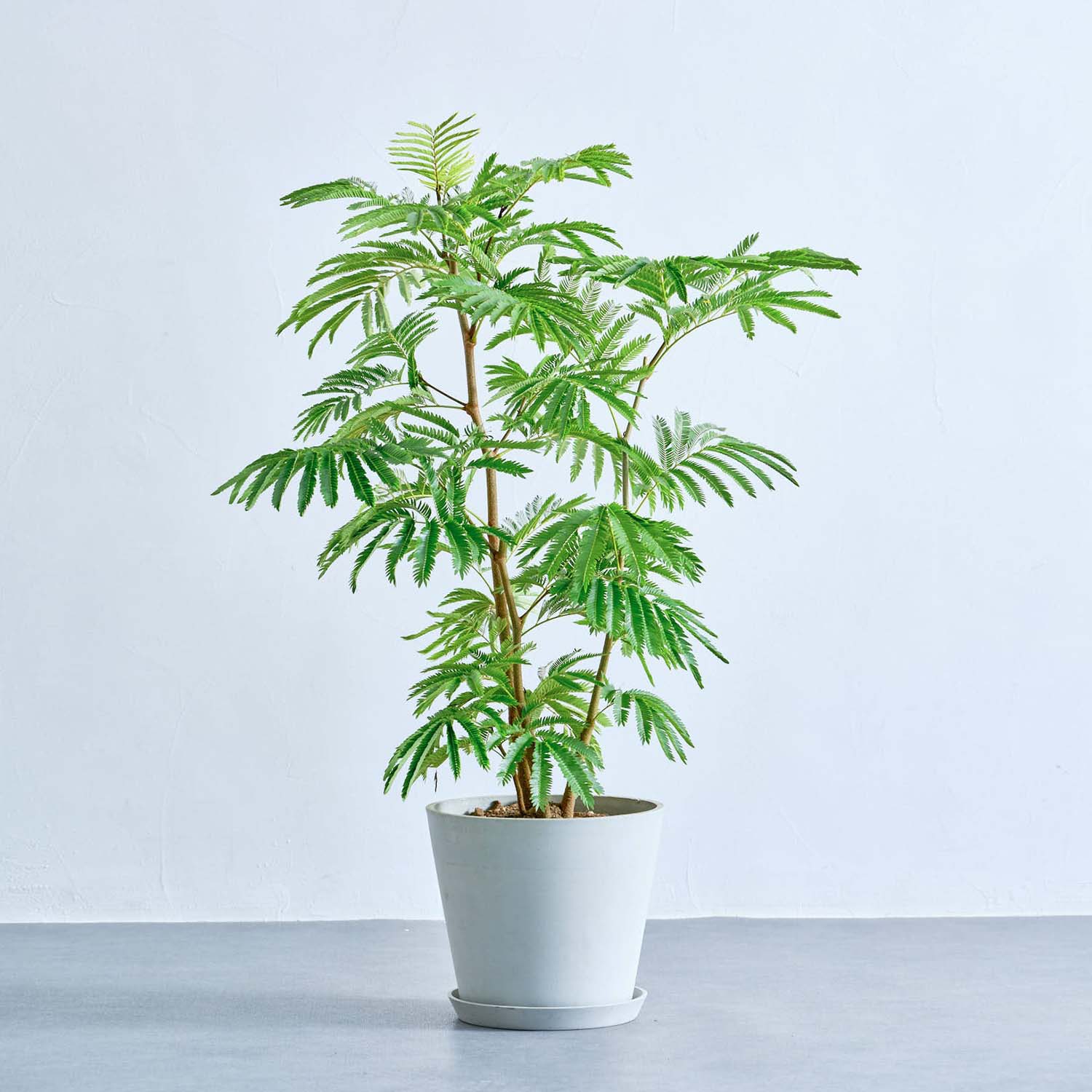 エバーフレッシュ