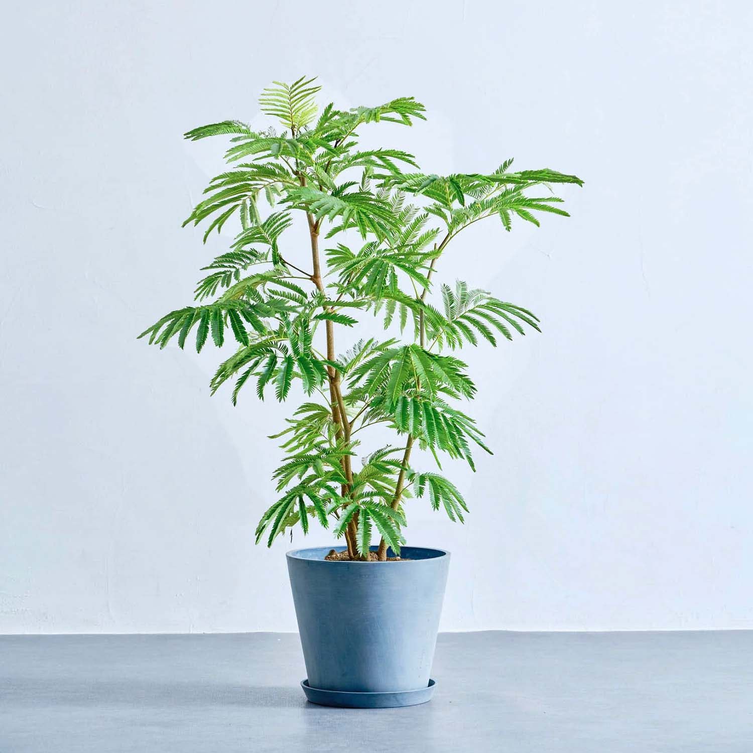 エバーフレッシュ | 生き生きとした動きで空間に癒しを提供 – CAGUUU