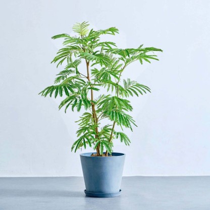 エバーフレッシュ