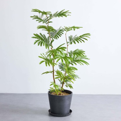 エバーフレッシュ