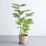 エバーフレッシュ