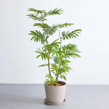 エバーフレッシュ