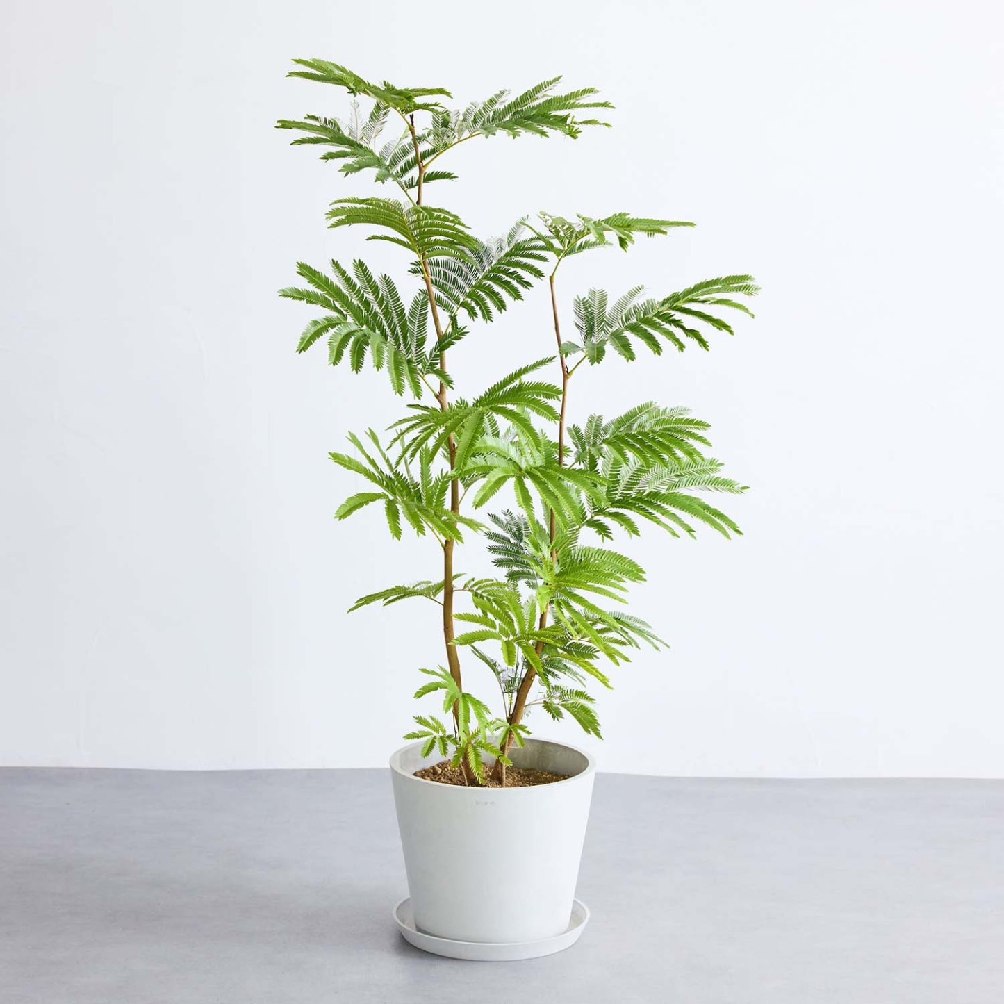 エバーフレッシュ