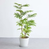 エバーフレッシュ