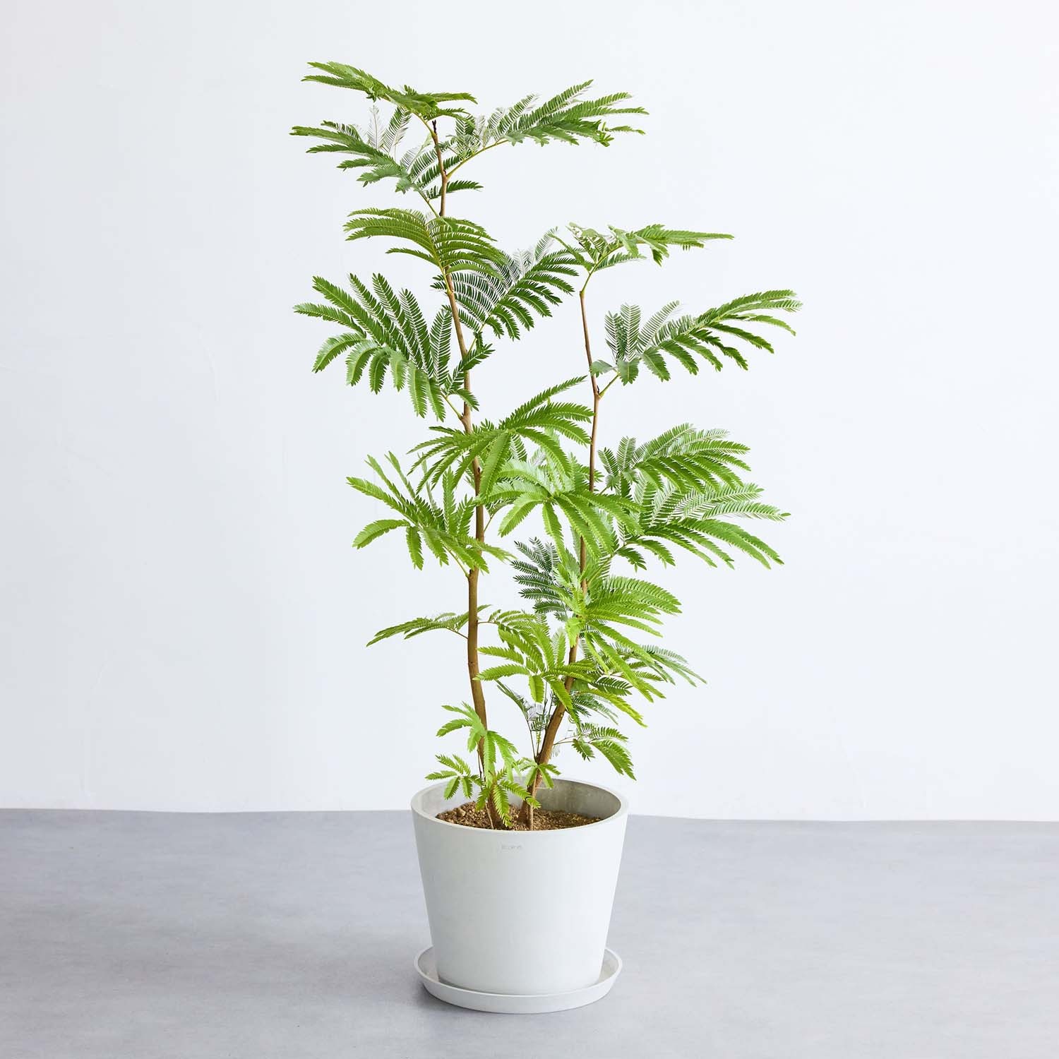 エバーフレッシュ