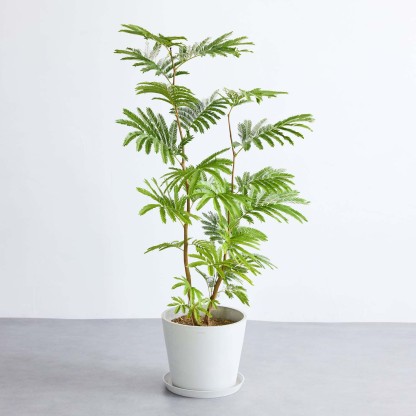 エバーフレッシュ