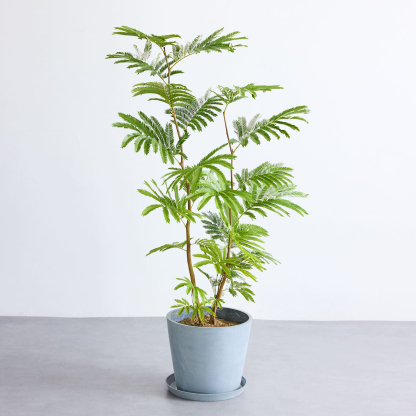 エバーフレッシュ