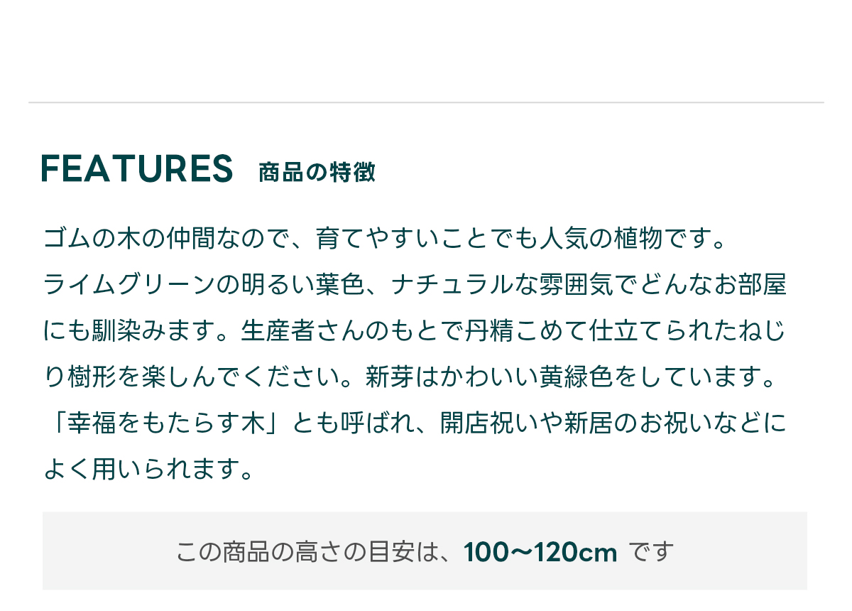 FEATURES商品の特徴 ゴムの木の仲間なので、育てやすいことでも人気の植物です。 ライムグリーンの明るい葉色、ナチュラルな雰囲気でどんなお部屋にも馴染みます。生産者さんのもとで丹精こめて仕立てられたねじり樹形を楽しんでください。新芽はかわいい黄緑色をしています。「幸福をもたらす木」とも呼ばれ、開店祝いや新居のお祝いなどによく用いられます。　  この商品の高さの目安は、 100〜120cm です