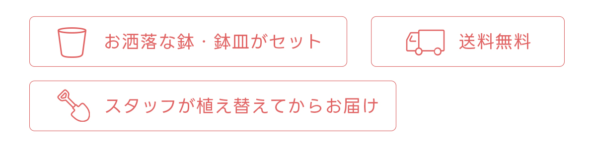 お洒落な鉢・鉢皿がセット 送料無料 スタッフが植え替えてからお届け