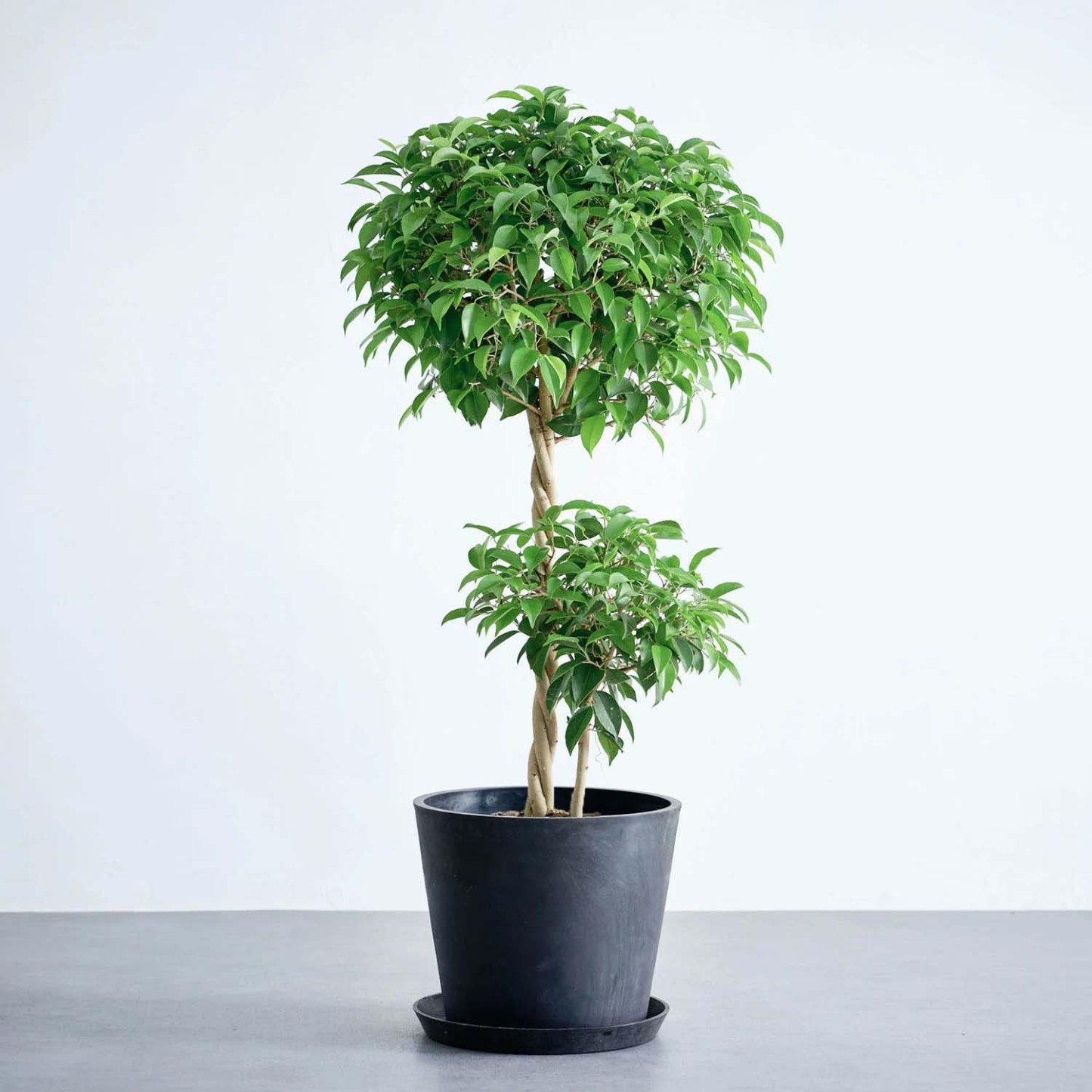 フィカス・ベンジャミン・リッチ