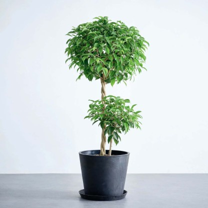 フィカス・ベンジャミン・リッチ