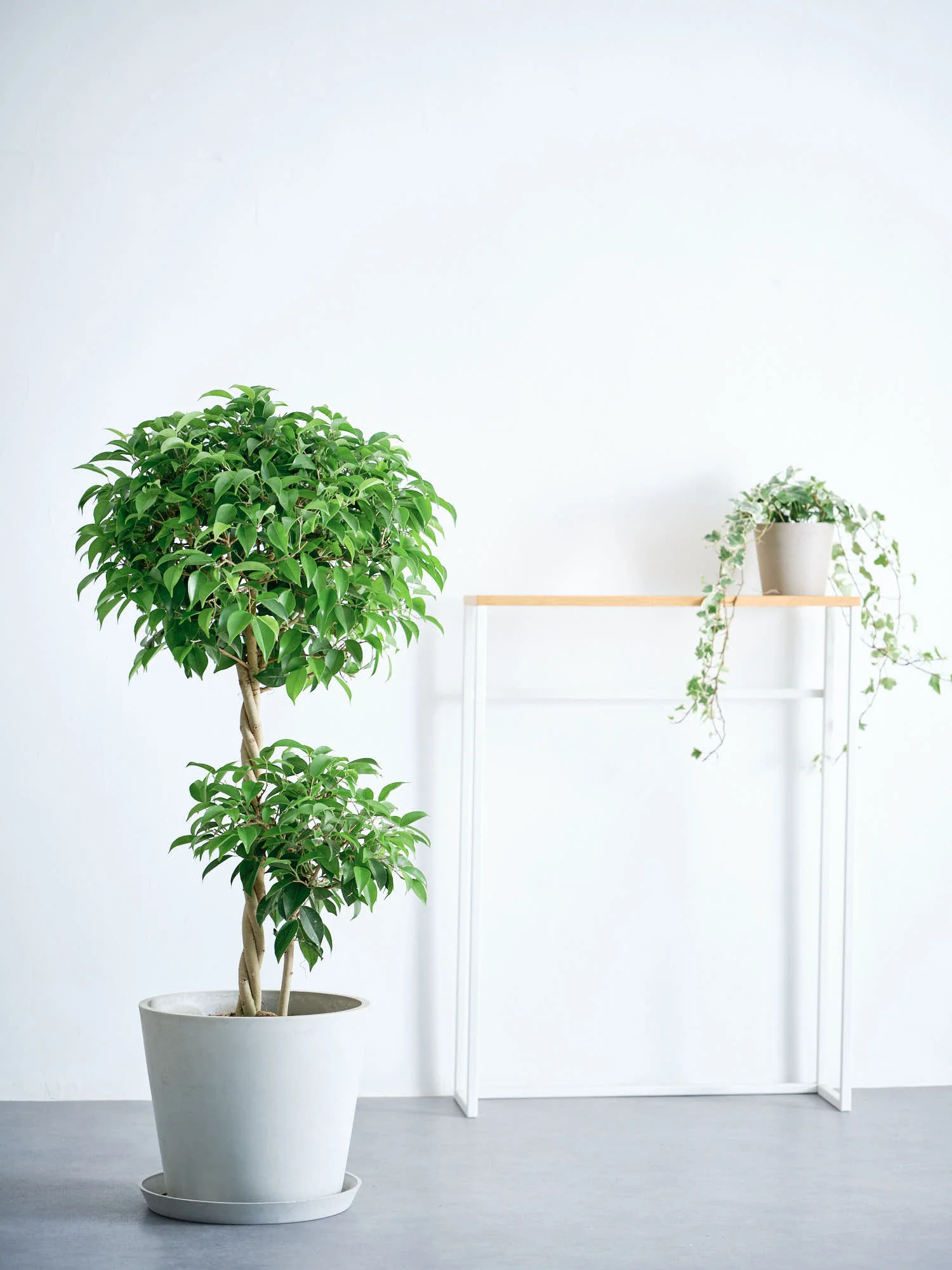 フィカス・ベンジャミン・リッチ