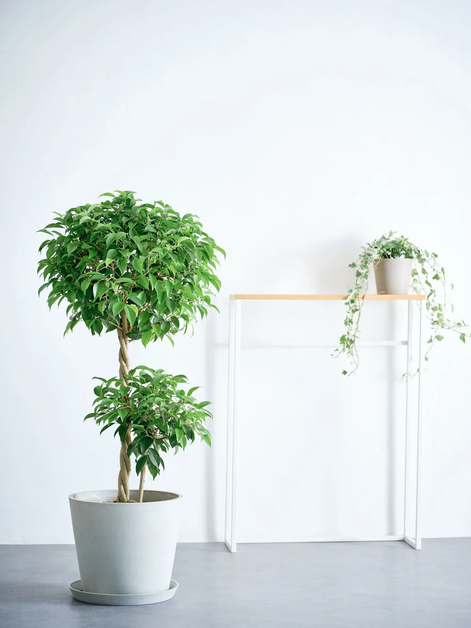 フィカス・ベンジャミン・リッチ