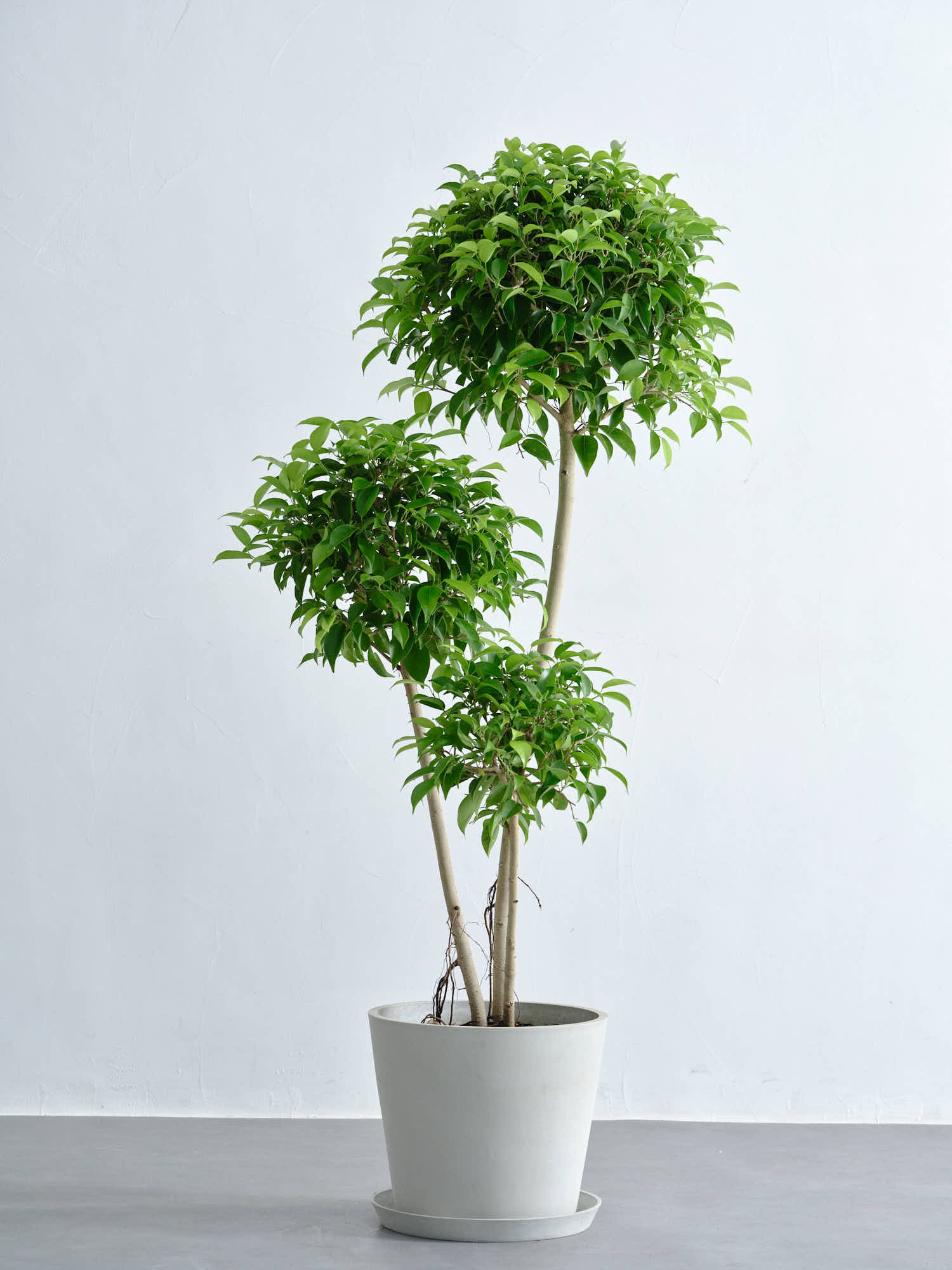 フィカス・ベンジャミン・リッチ