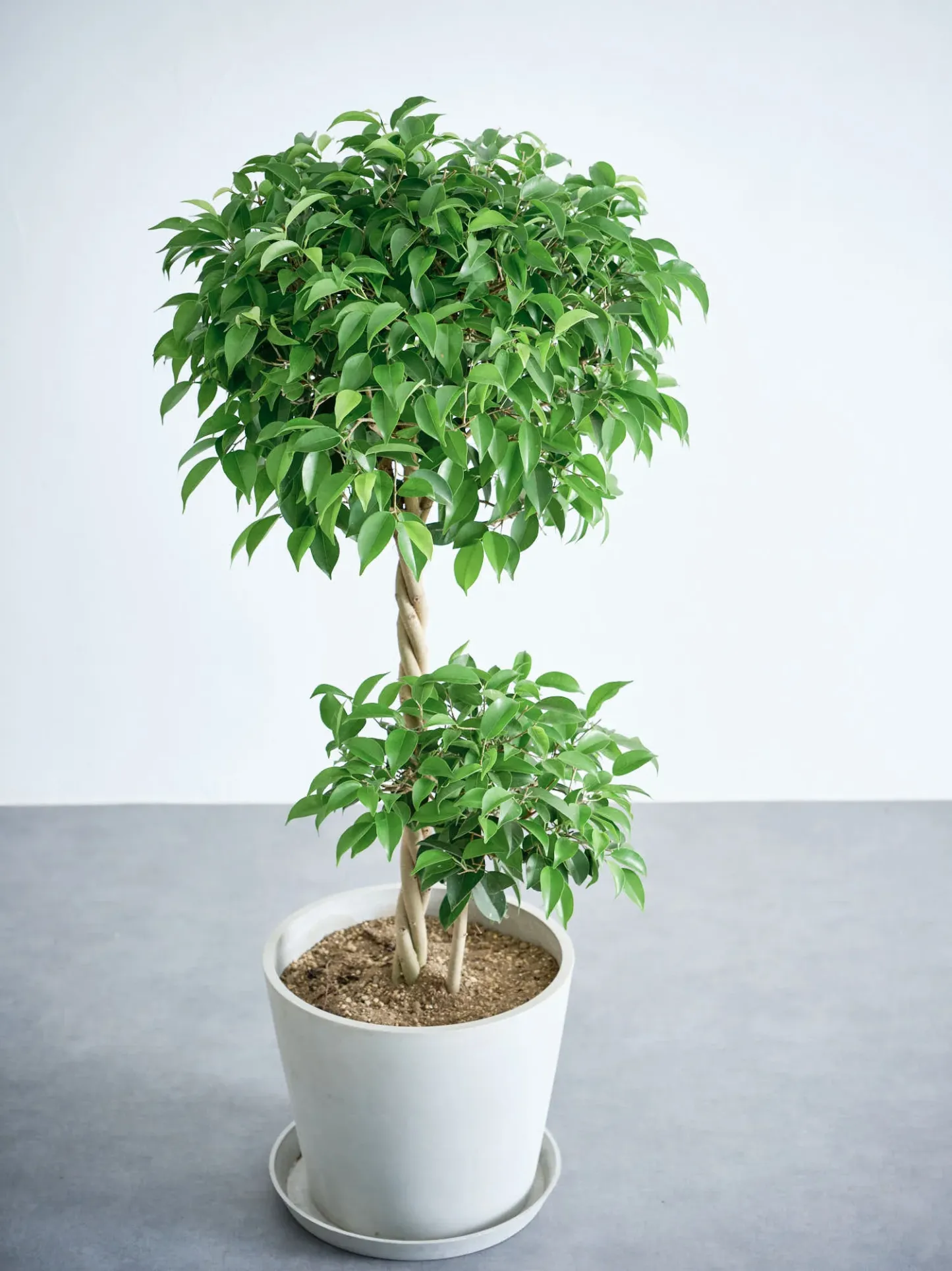 フィカス・ベンジャミン・リッチ