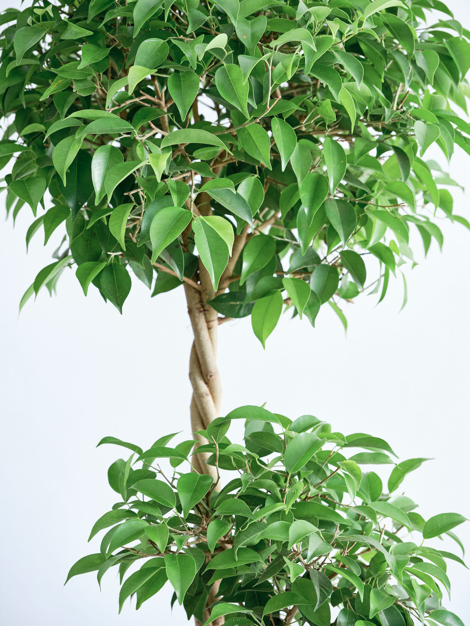 フィカス・ベンジャミン・リッチ