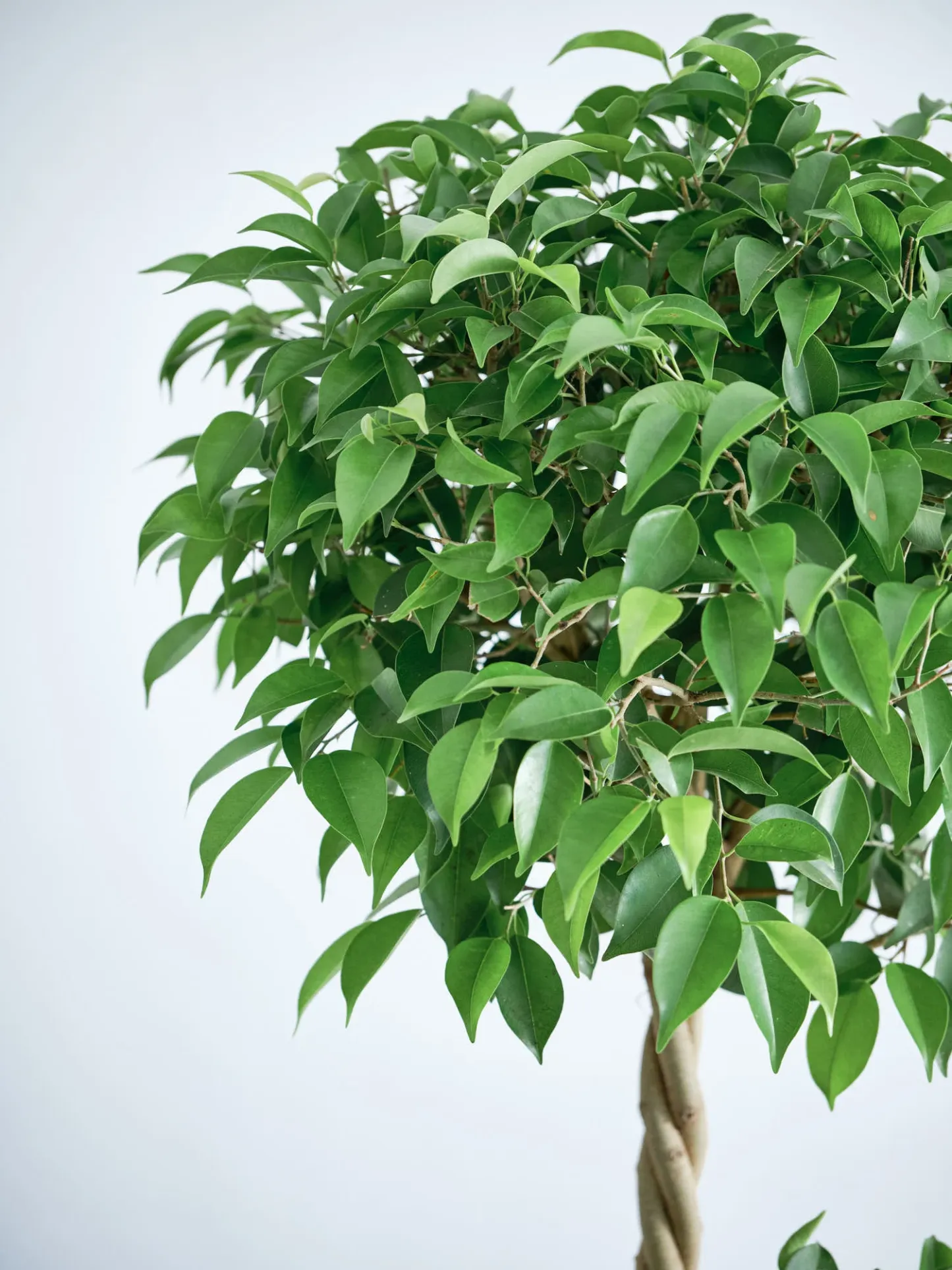 フィカス・ベンジャミン・リッチ