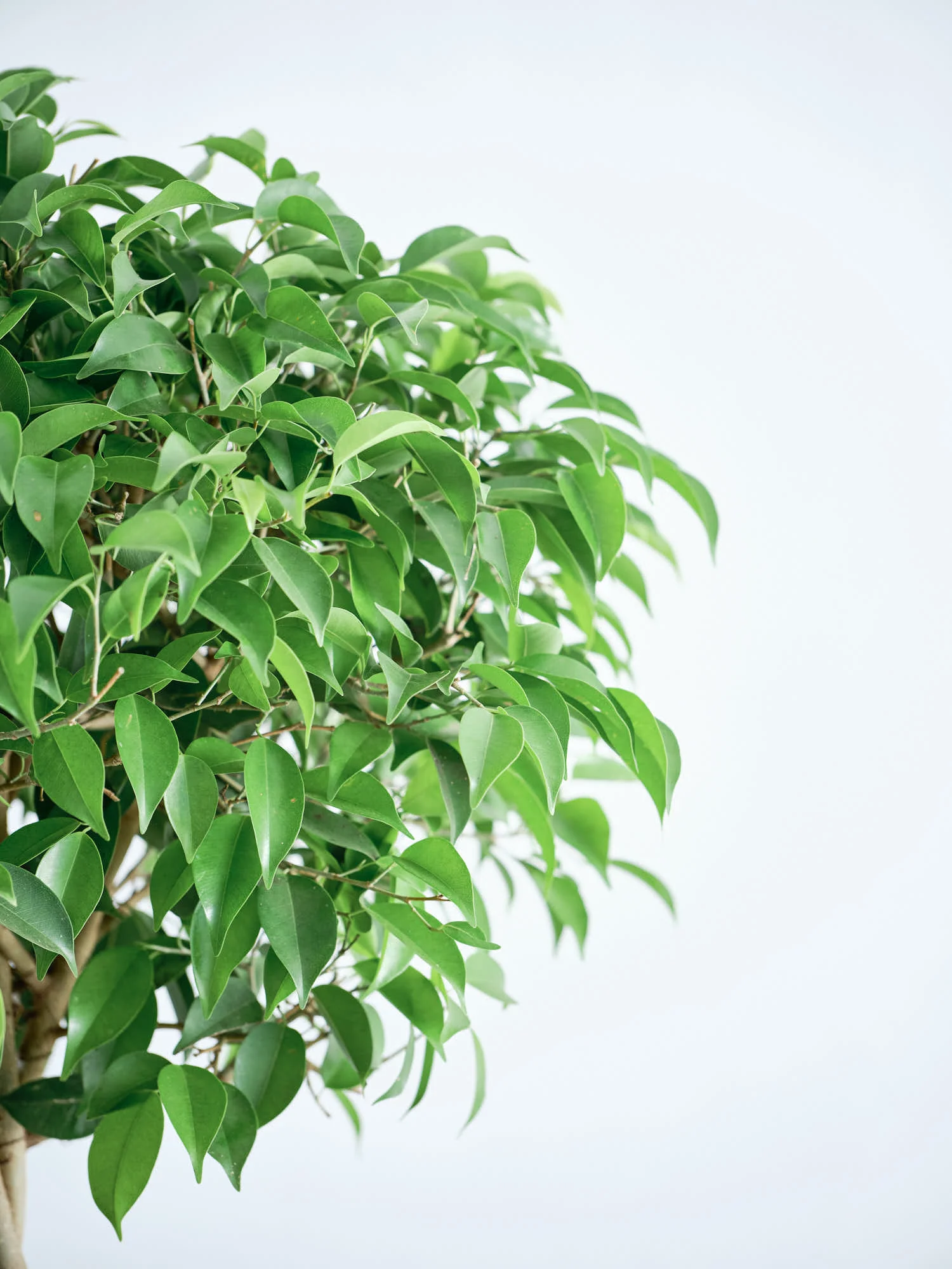 フィカス・ベンジャミン・リッチ