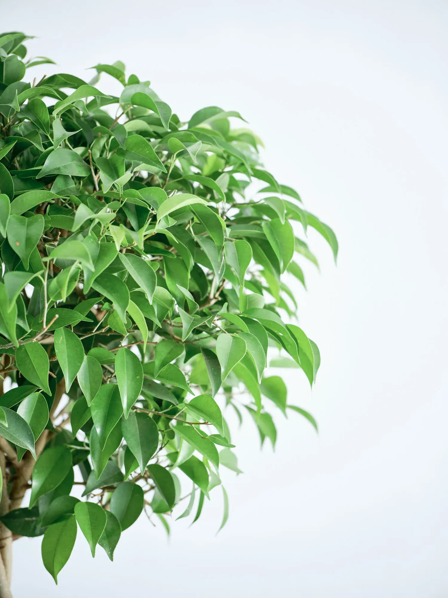 フィカス・ベンジャミン・リッチ