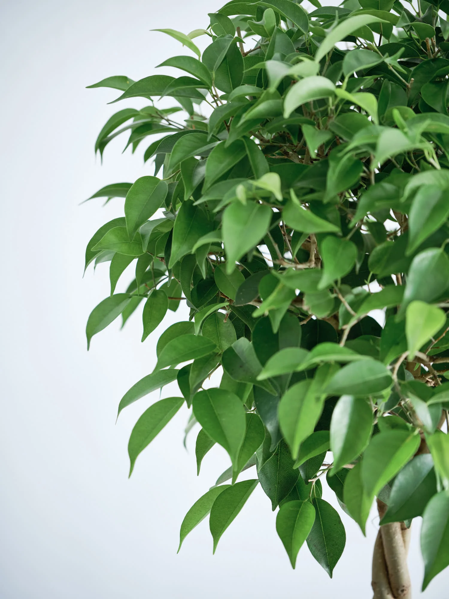 フィカス・ベンジャミン・リッチ