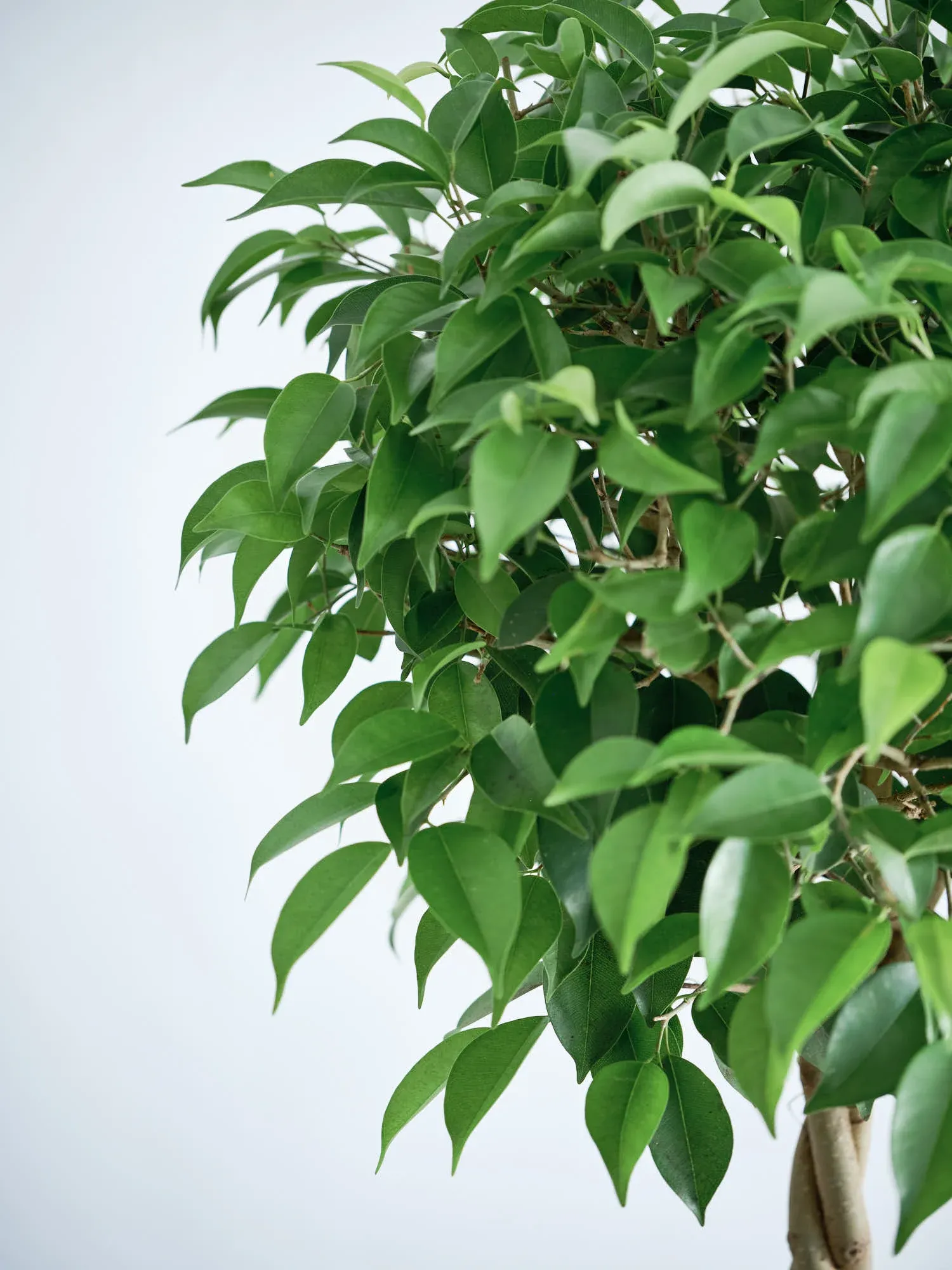 フィカス・ベンジャミン・リッチ